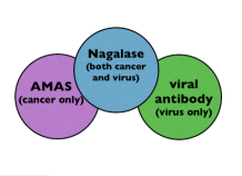 amasnagalasevirus
